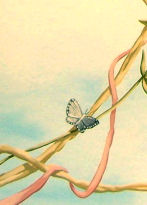 Butterfly & Ribbon